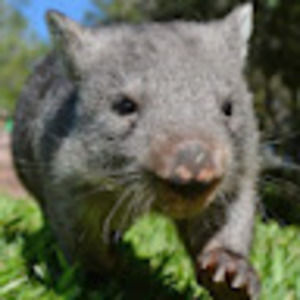 Meet your Posher, Addie